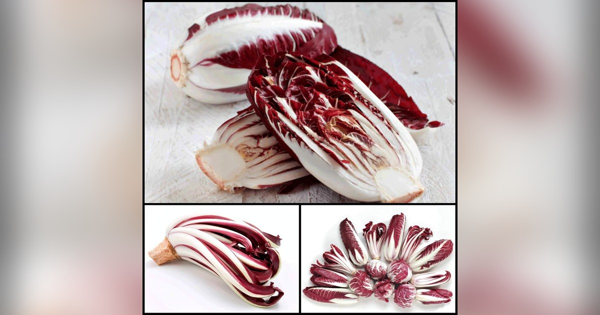 Trevisoi Vörös cikoria magok eladók + AJÁNDÉK