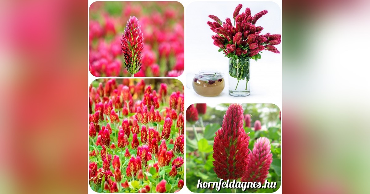Trifolium incarnatum magok eladók + AJÁNDÉK