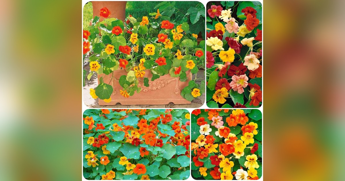 Tropaeolum Majus Mix magok eladók + AJÁNDÉK