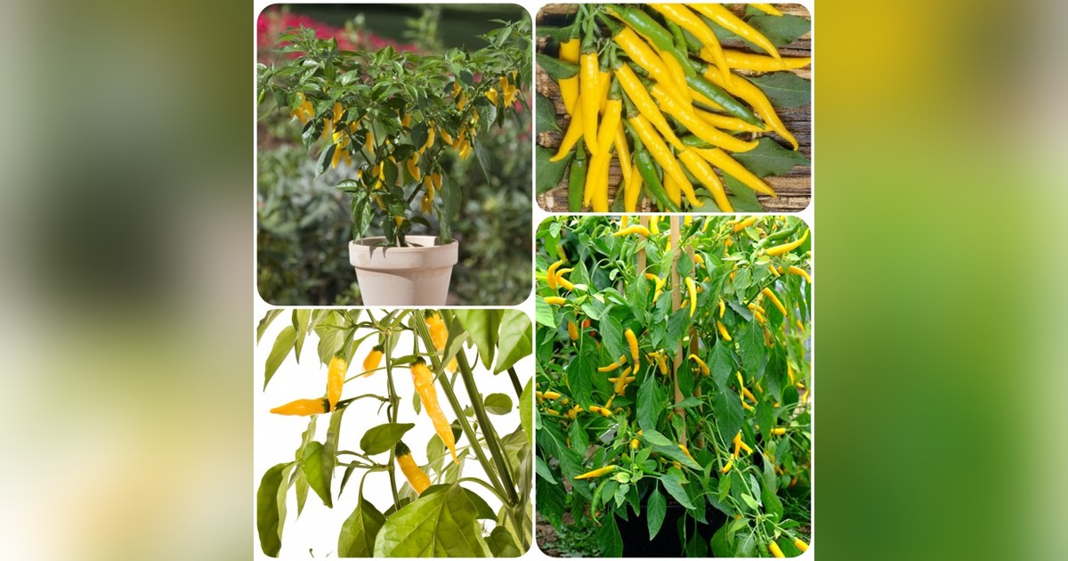Tüzes sárga fűszerpaprika magok eladók + AJÁNDÉK