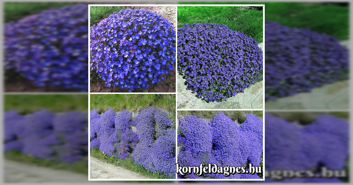 Aubrieta cultorum 'cascade blue' magok eladók + AJÁNDÉK