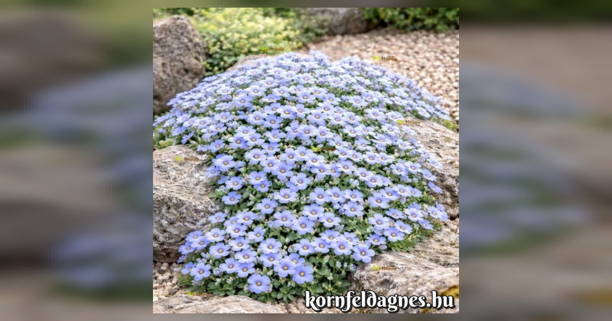 Aubrieta hybrida 'pale blue' magok eladók + AJÁNDÉK
