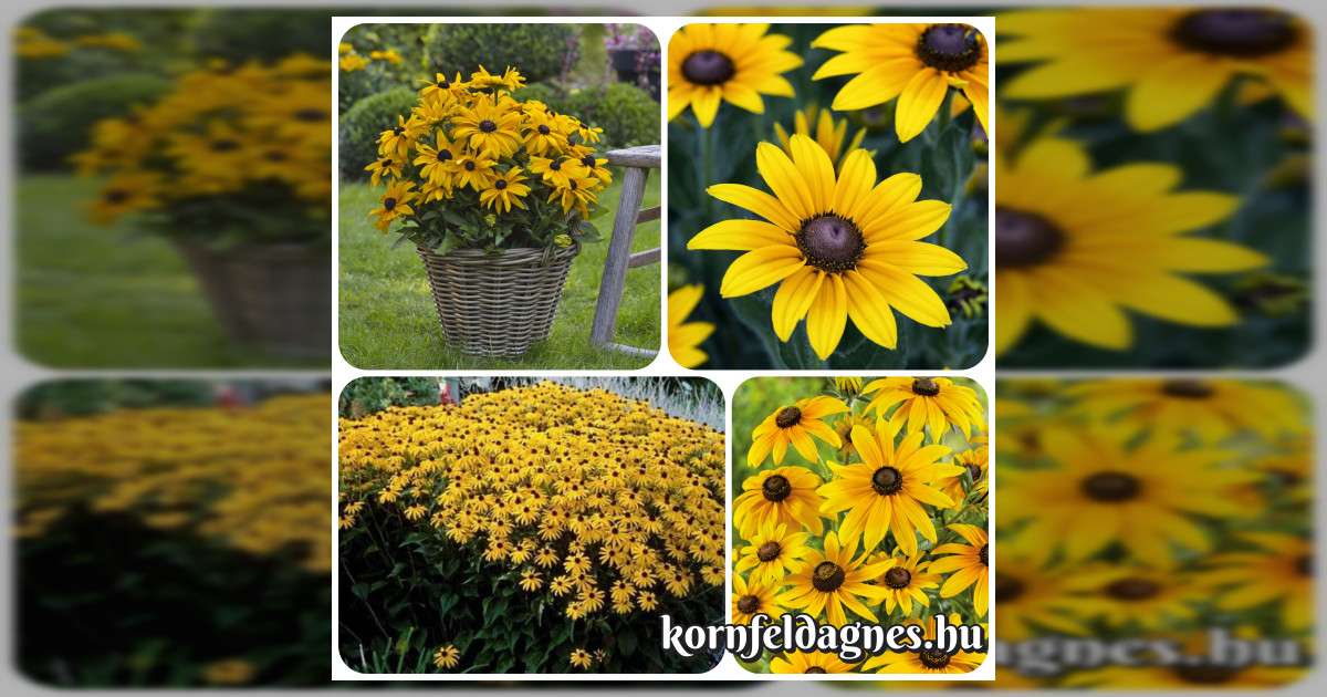 Rudbeckia hirta &#039;black eyed susan&#039; magok eladók + AJÁNDÉK