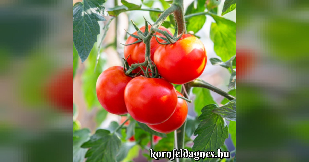 Tudtad-e? A paradicsom valójában gyümölcs!