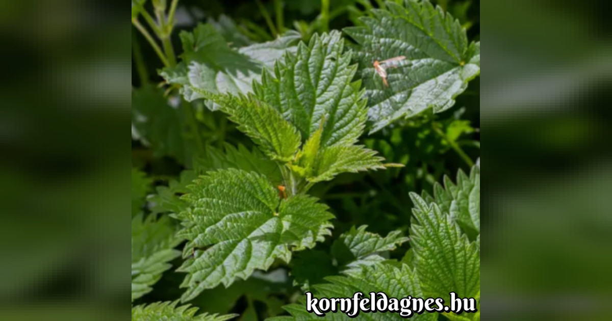 Tudtad-e? Ezért csíp a csalán!