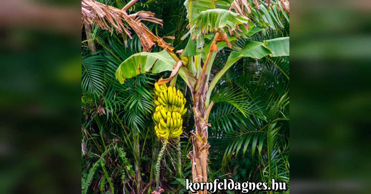 Tudtad-e? Ezért görbe a banán!