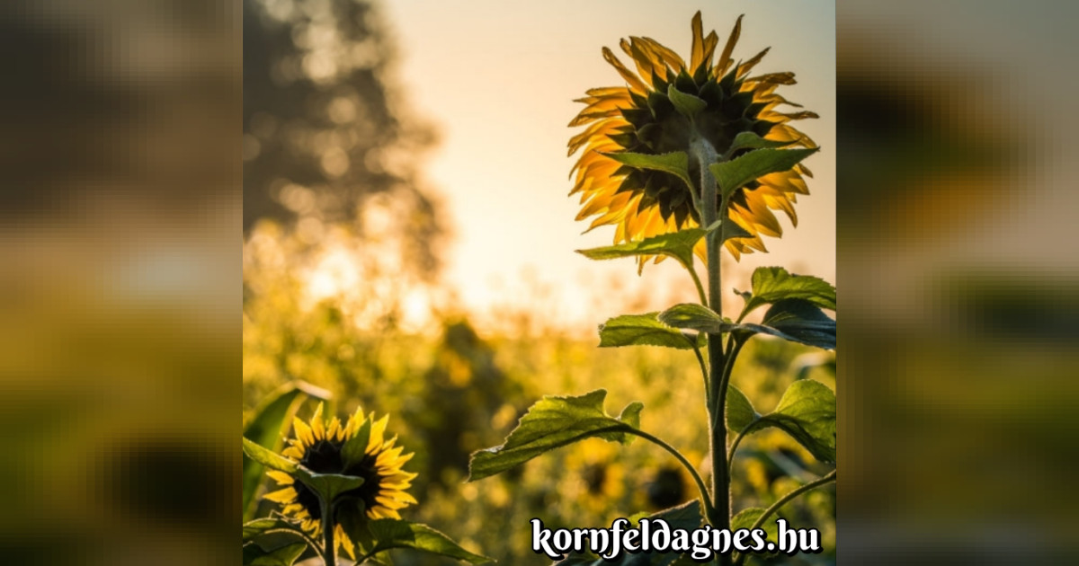 Tudtad-e? Ezért követi a napot a napraforgó!