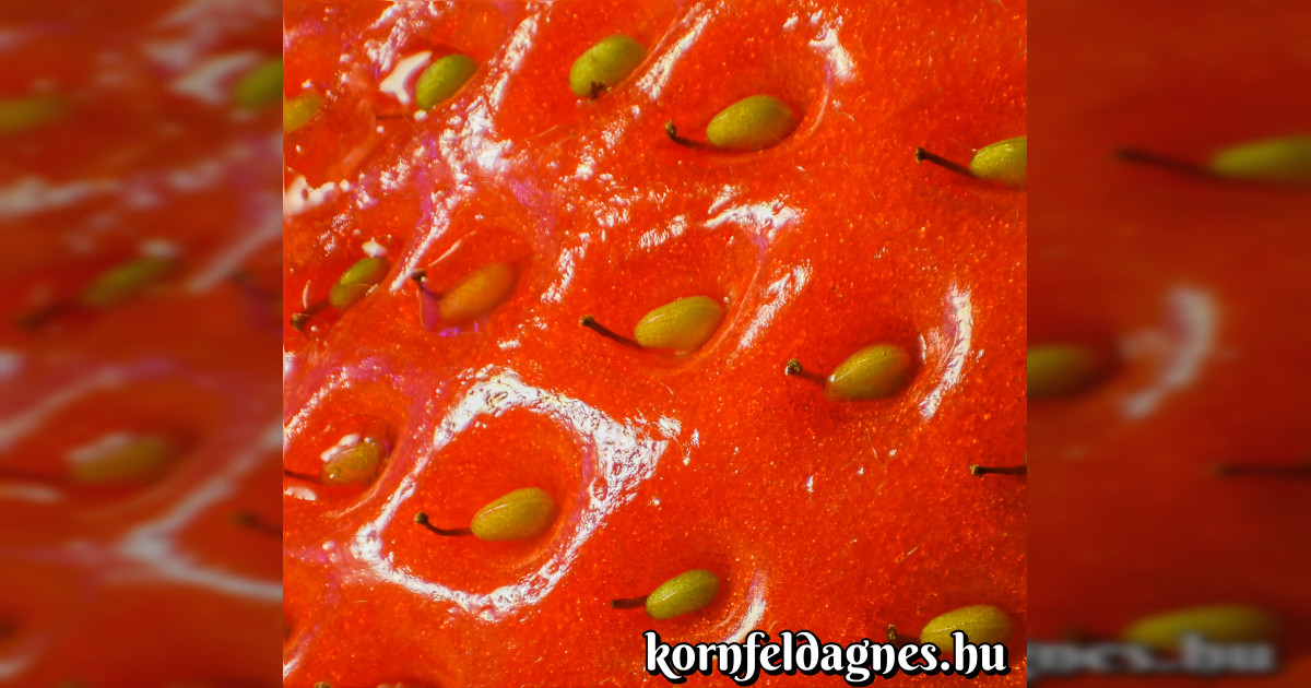 Tudtad-e? Ezért vannak a szamóca magjai a gyümölcs felszínén!
