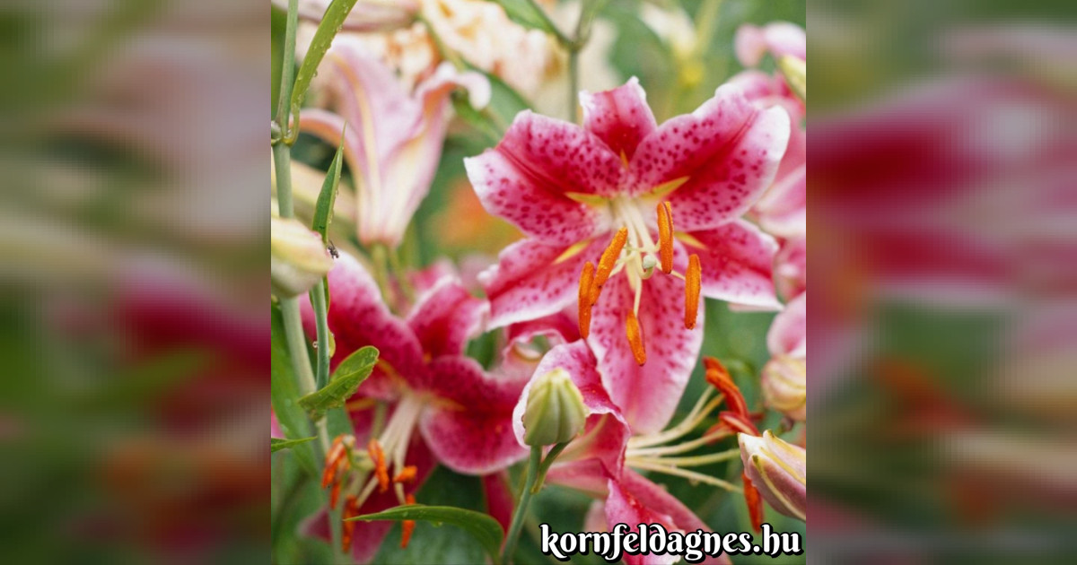 Tudtad-e? Ezért illatoznak a virágok!