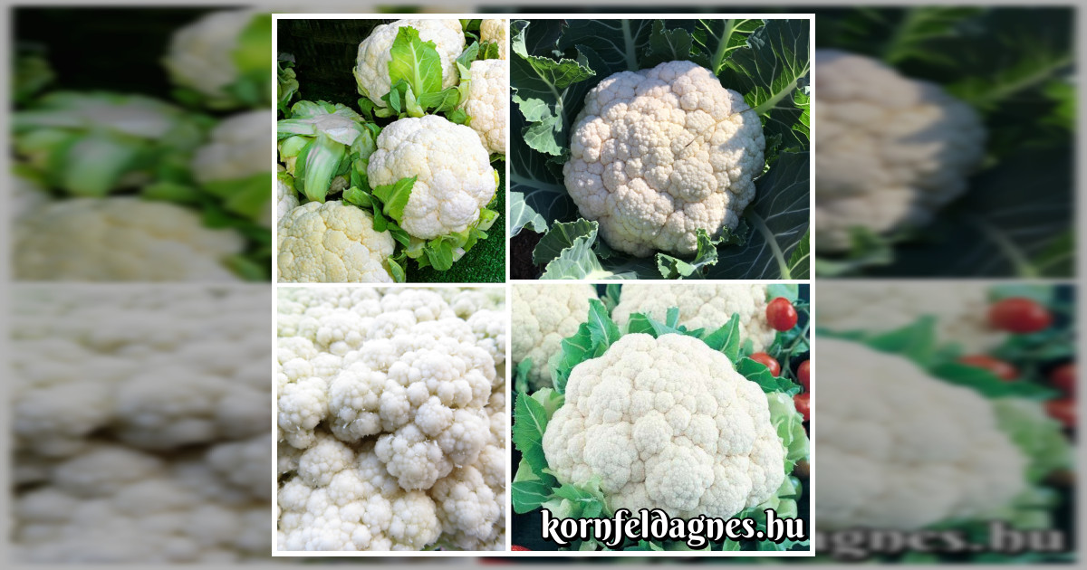 Különleges olasz karfiol 'snowball' magok eladók + AJÁNDÉK