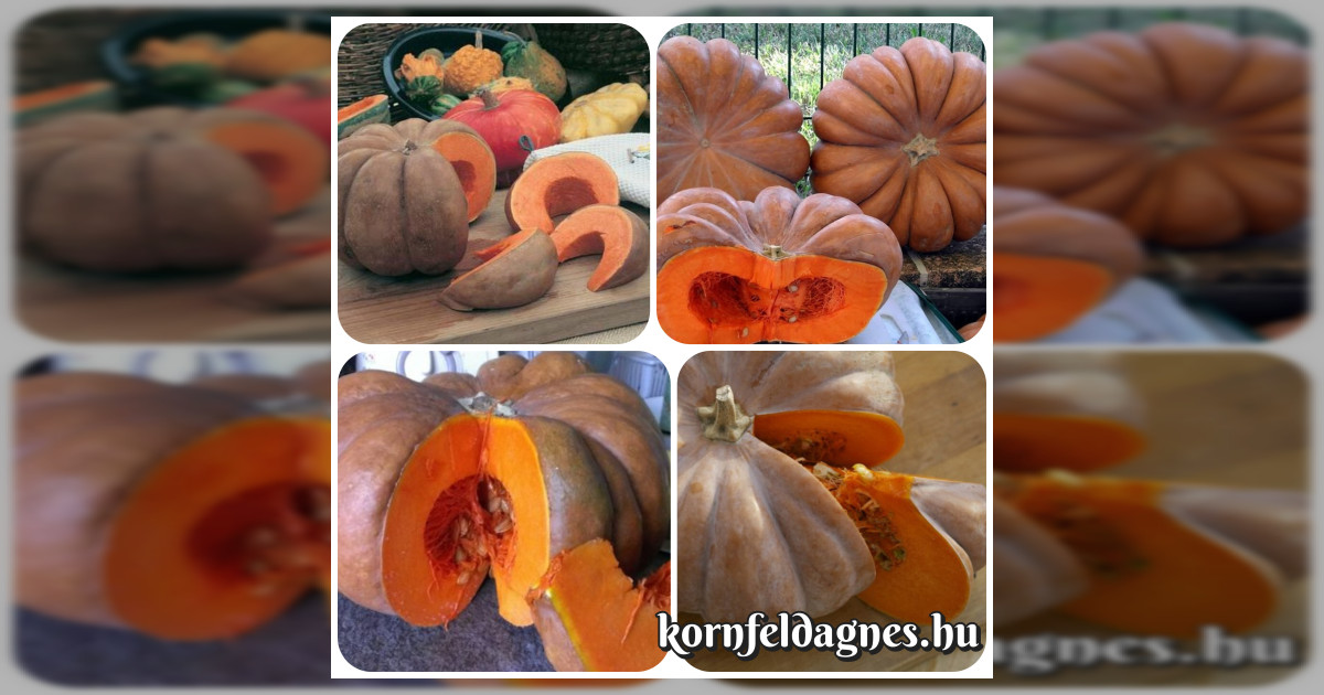 Muskotályos sütőtök magok eladók + AJÁNDÉK