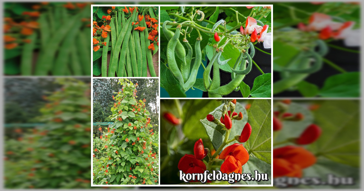 Tűzbab magok eladók + AJÁNDÉK!