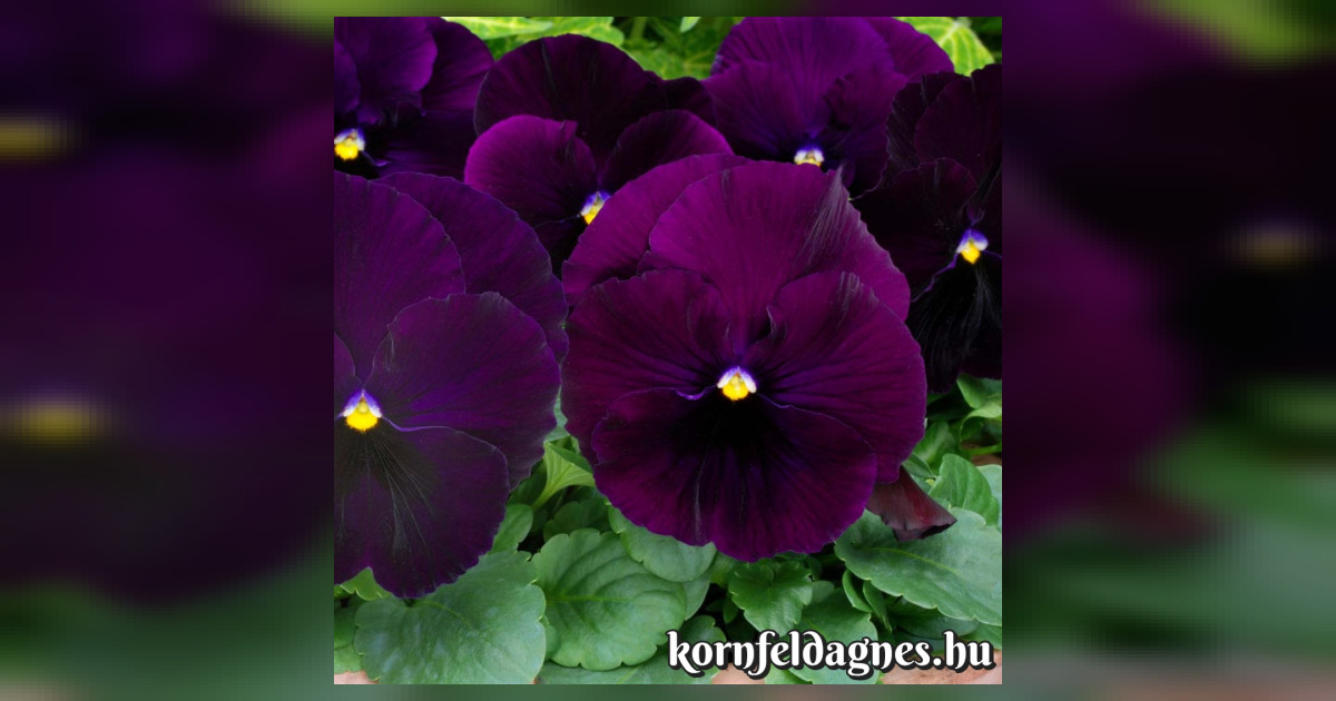 Svájci óriás lila árvácska magok eladók + AJÁNDÉK