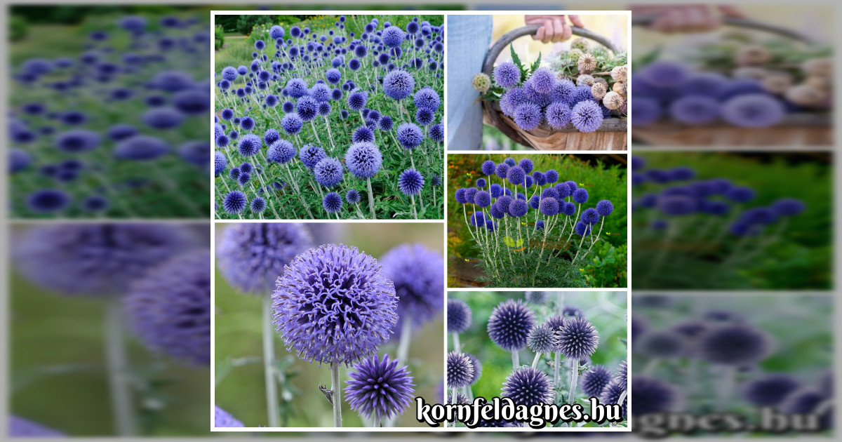 Évelő Echinops ritro magok eladók + AJÁNDÉK