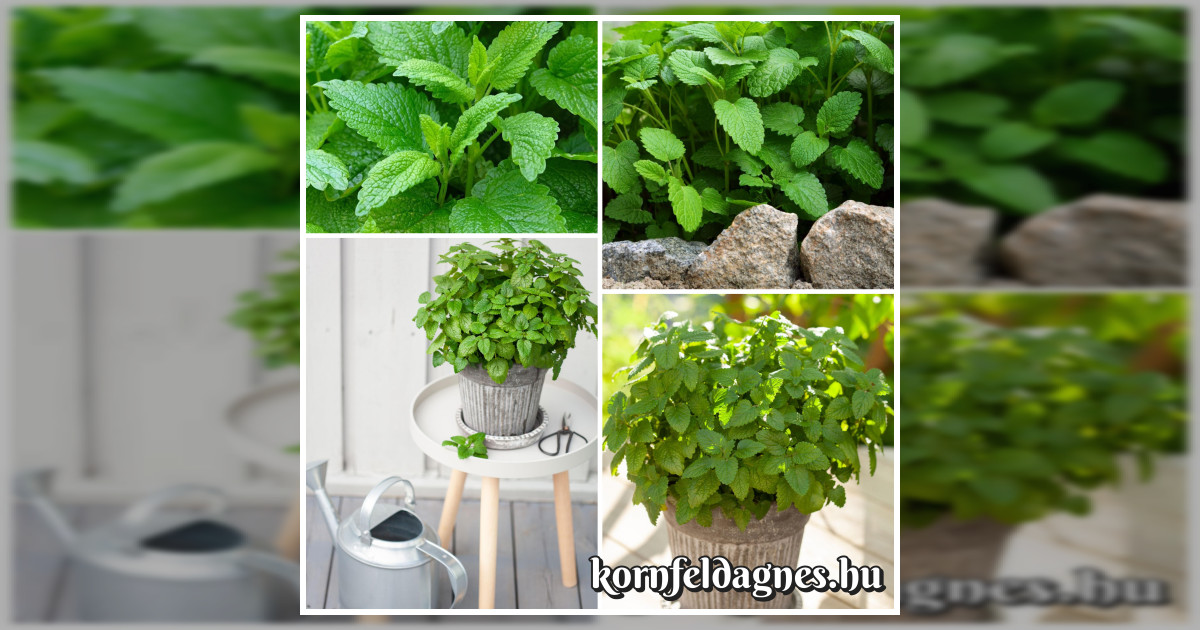 Évelő citromfű (melissa officinalis) magok eladók + AJÁNDÉK