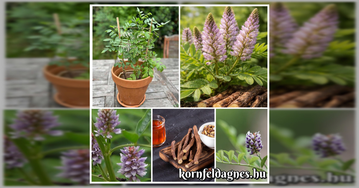 Évelő édesgyökér (Glycyrrhiza Glabra) magok eladók + AJÁNDÉK