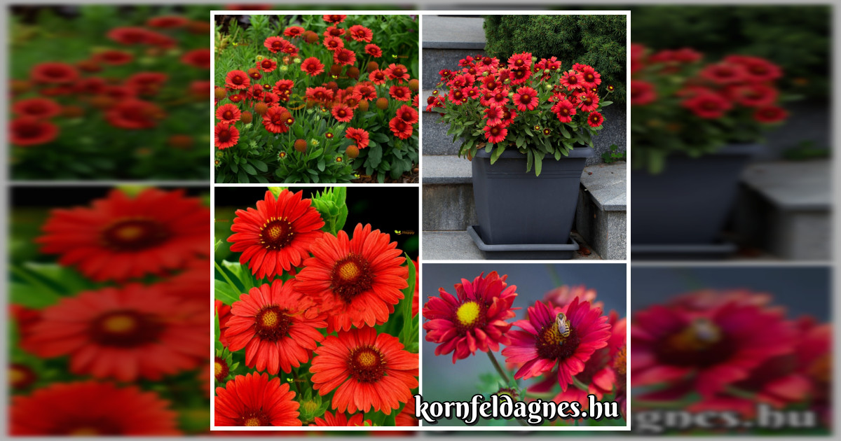 Évelő gaillardia aristata 'burgundy' magok eladók + AJÁNDÉK