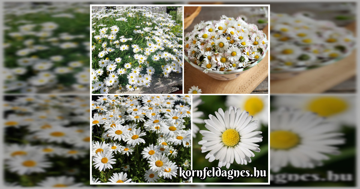 Évelő hófehér bellis perennis magok eladók + AJÁNDÉK