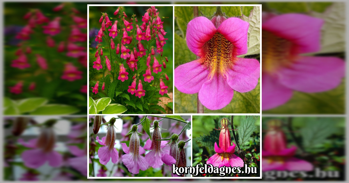 Évelő kínai gyűszűvirág magok eladók + AJÁNDÉK