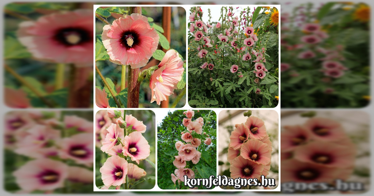 Évelő Alcea rosea &quot;apricot single&quot; magok eladók + AJÁNDÉK!