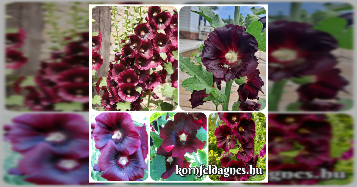 Évelő Alcea rosea &quot;burgundy single&quot; magok eladók + AJÁNDÉK