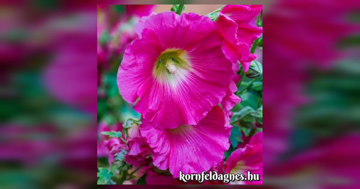 Évelő Alcea rosea &quot;magic pink&quot; magok eladók + AJÁNDÉK
