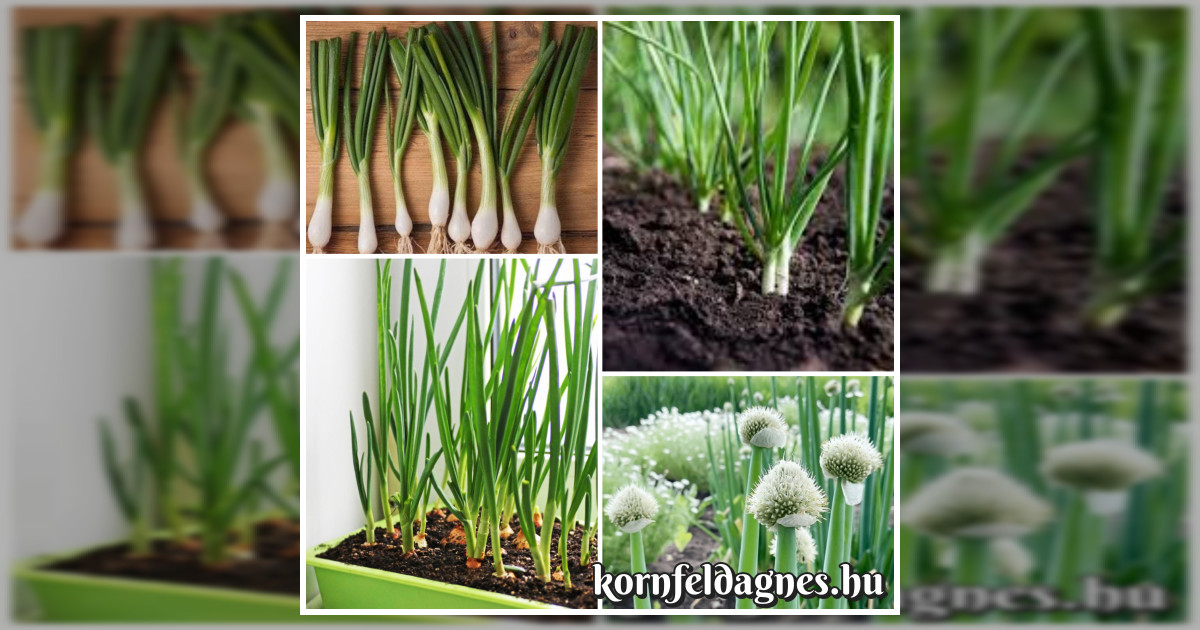 Évelő téli sarjadékhagyma magok eladók + AJÁNDÉK