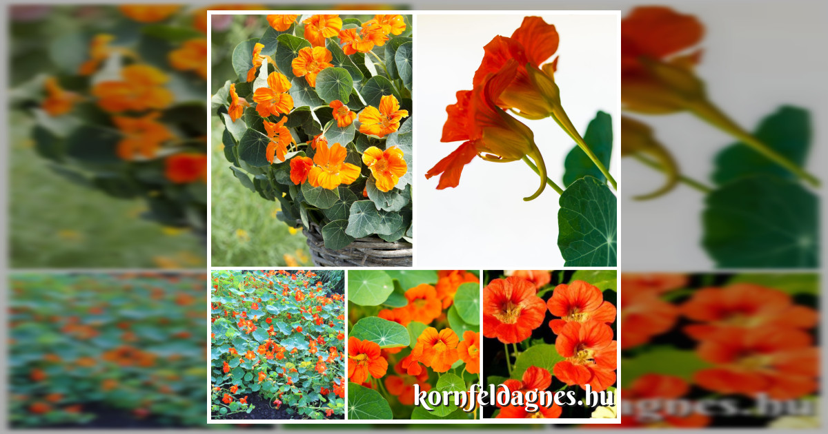 Évelő törpe Tropaeolum minor 'orange' magok eladók + AJÁNDÉK