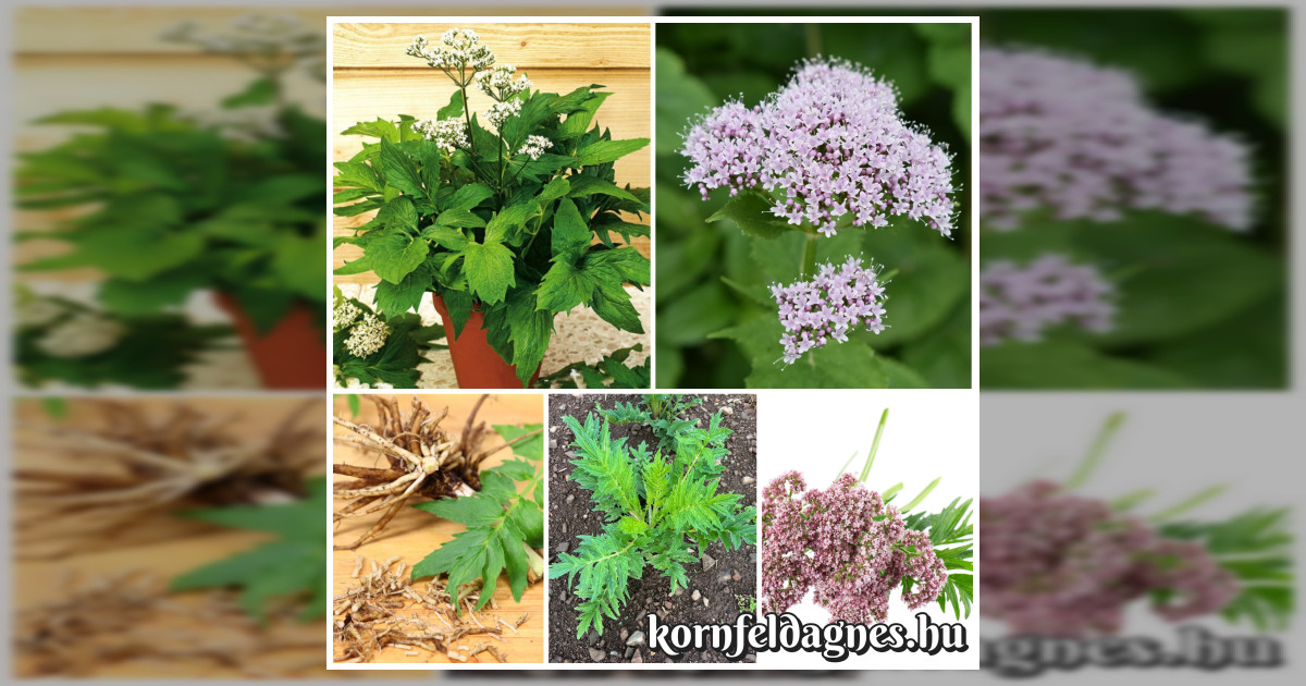 Évelő valeriana (macskagyökér) magok eladók + AJÁNDÉK