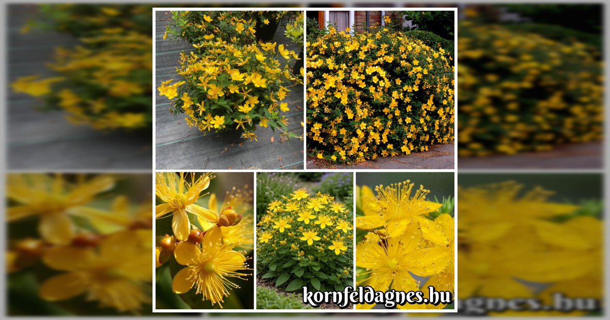 Évelő Hypericum perforatum magok eladók + AJÁNDÉK