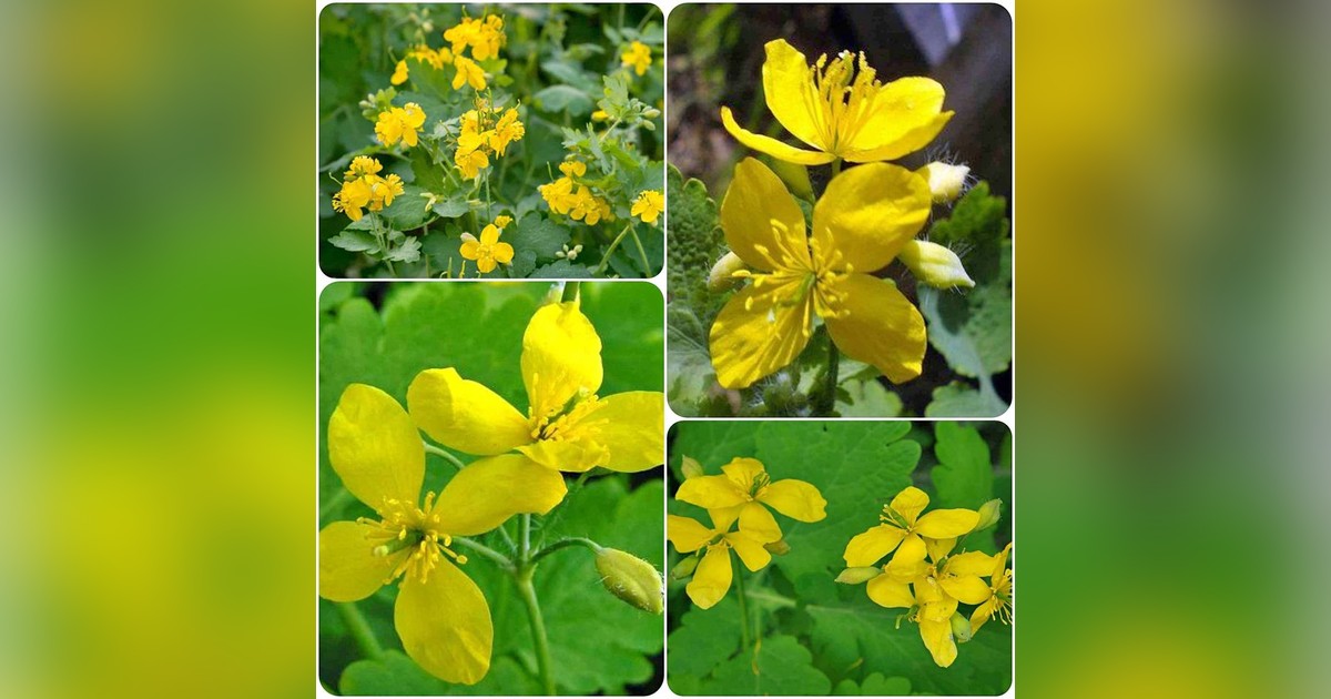 Vérehulló fecskefű magok eladók + AJÁNDÉK