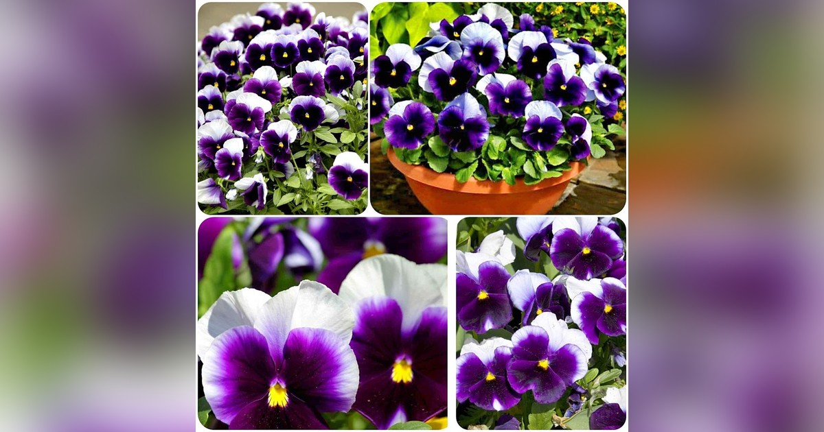 Viola wittrockiana "Lord Beaconsfield" magok eladók + AJÁNDÉK