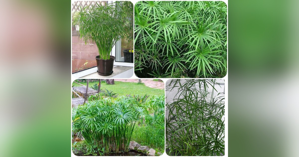 Vízipálma magok eladók + AJÁNDÉK