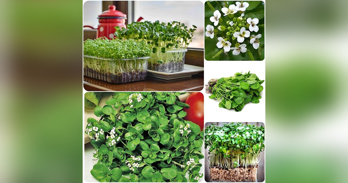 Vízitorma (Nasturtium Officinale) magok eladók + AJÁNDÉK