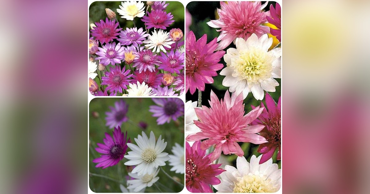 Xeranthemum Annuum Immortelle Mix magok eladók + AJÁNDÉK