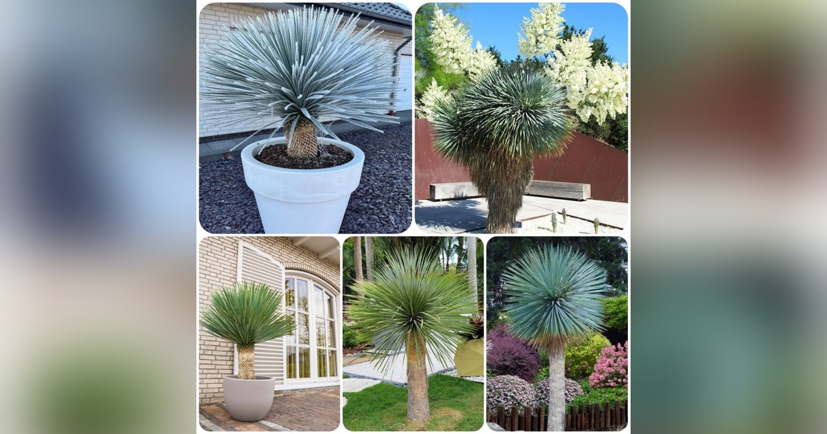 Yucca Rostrata (Pálmaliliom) magok eladók + AJÁNDÉK