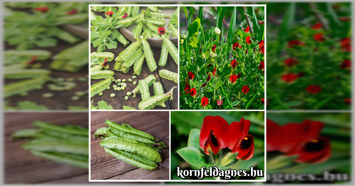 Szárnyas borsó magok eladók + AJÁNDÉK