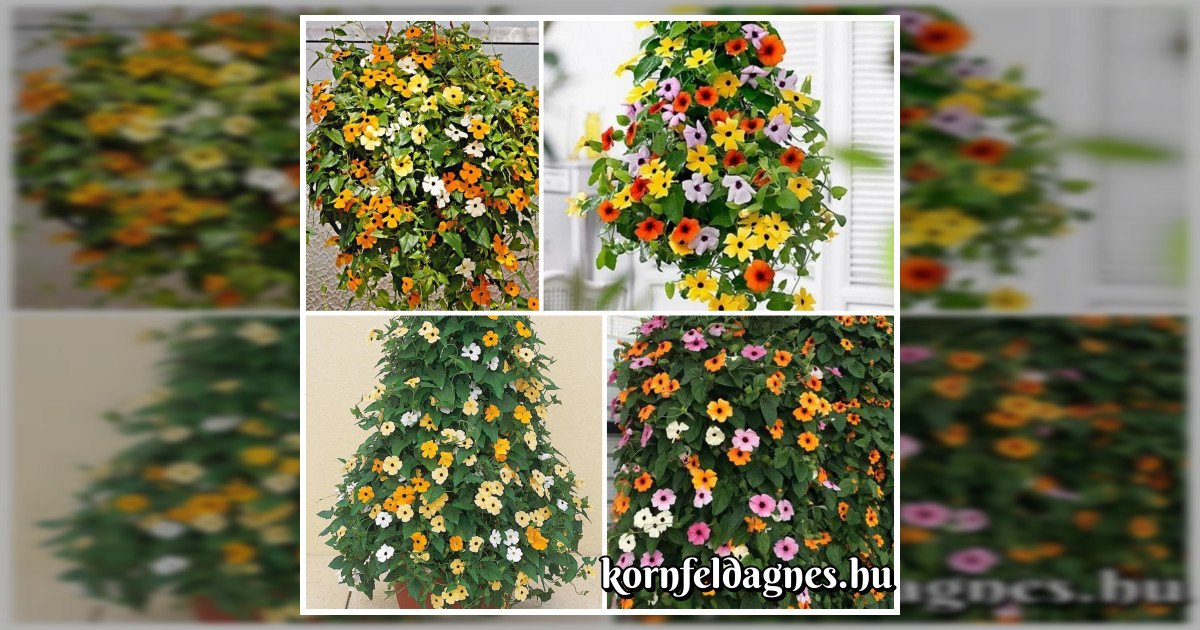 Szárnyas feketeszem (Thunbergia alata) mix magok eladók + AJÁNDÉK