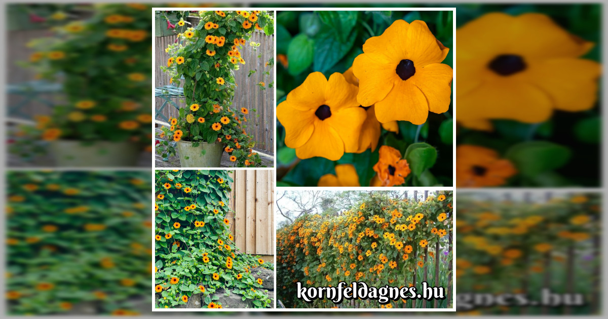 Szárnyas feketeszem (Thunbergia alata) orange magok eladók + AJÁNDÉK