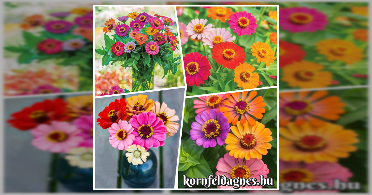 Szimplaviragú magas Zinnia elegans mix magok eladók + AJÁNDÉK