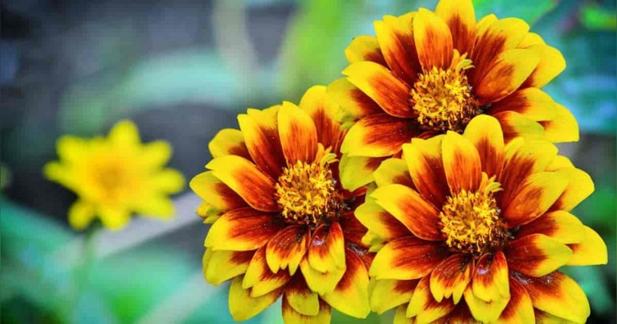 Zinnia haageana 'Mexican Zinnia' magok eladók + AJÁNDÉK