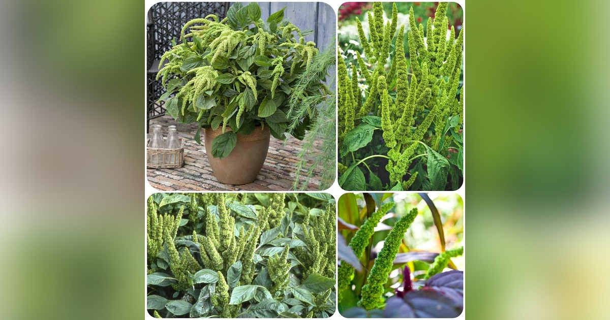 Zöld amaránt (Amaranthus Hypochondriacus 'green thumb') magok eladók + AJÁNDÉK